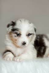 cute fluffy puppy Aussie posing