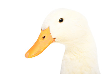 Portrait of a duck, closeup, side view, isolated on white background
