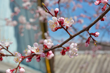 Blooming apricot, a branch against the blue sky and roofs.