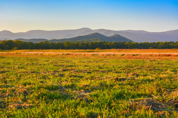 Fototapeta premium zebrane pole, pomarańczowo-zielone na tle fioletowych gór i nieba.