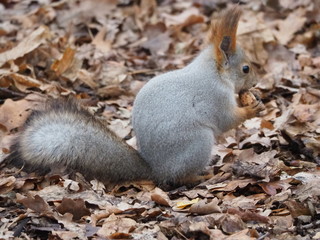 squirrel