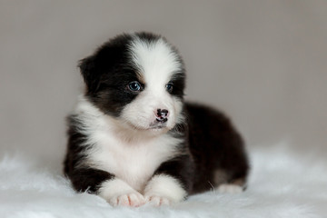 cute fluffy puppy Aussie posing