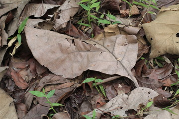 Autumn creative composition. Beautiful autumn leaves as background. Flat lay, top view, copy space