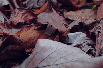 Autumn creative composition. Beautiful autumn leaves as background. Flat lay, top view, copy space