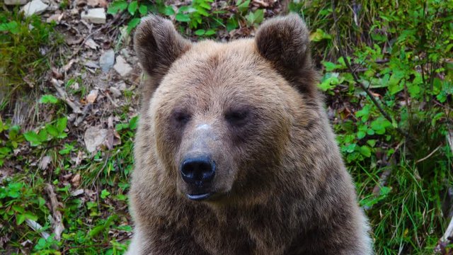 The bear looks in different directions.