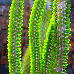  Cactus of the Canary Islands