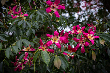 Bright pink blossom on tulip tree