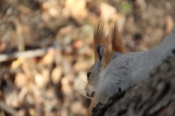squirrel