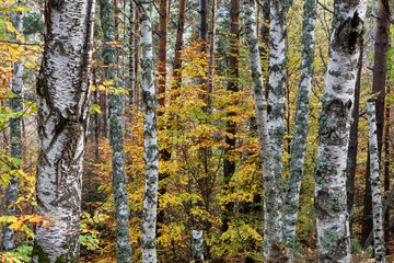 Obraz premium Birch trees in the autumn in Rodopi mountain