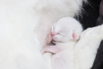 Fototapeta na wymiar Persian kitten feeding