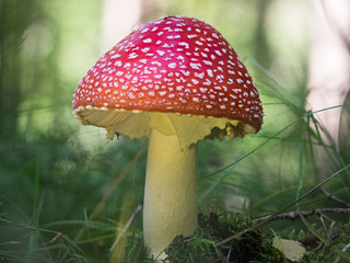 Ein von der Sonne beleuchteter großer roter Fliegenpilz steht zwischen Grashalmen im Wald.