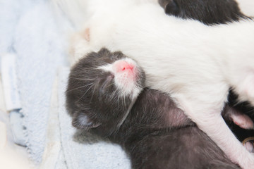 Fototapeta na wymiar Persian kitten feeding