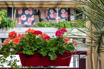 Fototapeta na wymiar Red Geranium growing in a planter on a balcony Madeira, Portugal, Europe