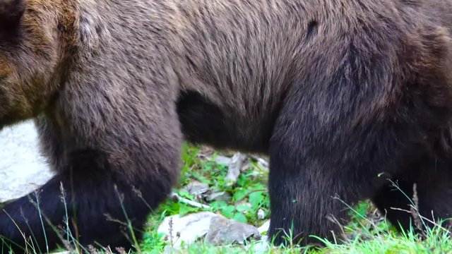 The dissatisfied bear leaves the frame.