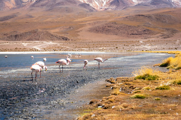 Pink and white flamingos walking along the muddy shore of Laguna Colorada with dry grasses blowing in the wind amongst the volcanic landscape on a clear sunny day.