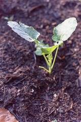 Close-up top young broccoli plant with water drops growing on organic kitchen garden