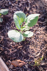 Close-up top young broccoli plant with water drops growing on organic kitchen garden