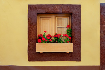 Fototapeta na wymiar Red Geranium growing in a window box Madeira, Portugal, Europe