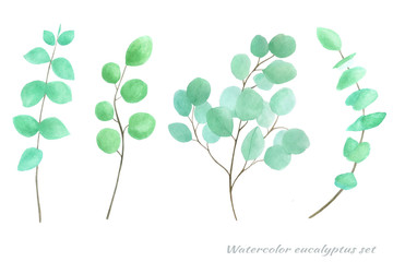 watercolor set of eucalyptus twigs. Design for invitation cards.