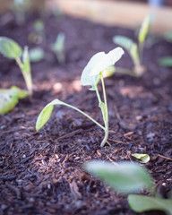 Young broccoli leaves with water drops growing on organic kitchen garden