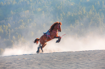 Red horse rearing up on desert - Bromo, Indonesia