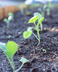 Shallow DOF young broccoli leaves with water drops growing on organic kitchen garden