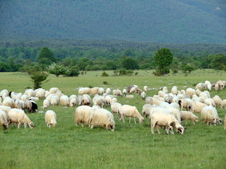 Obraz premium A pasture of sheep at the foot of a dense mountain forest against the backdrop of an amazing natural picture of mountain ranges on the horizon under a blue sky with little clouds covered at sunset.
