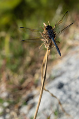 libellule