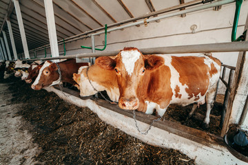 Long row of cows sticking their heads out bars of stable to feed