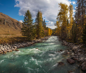 A wild river flows among the forest. Autumn view, sunny day.