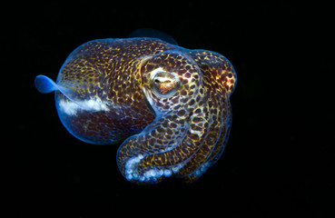 Berry's bobtail squid - Euprymna berryi. Night diving. Underwater world. Tulamben, Bali, Indonesia.