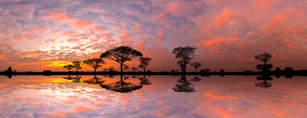 Panorama silhouette tree in africa with sunset.Tree silhouetted against a setting sun reflection on water.Typical african sunset with acacia trees in Masai Mara  Kenya.