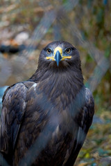 A large bird of prey with a beak close-up looking at the camera.