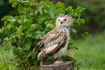 great horned owl on branch