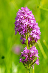 Vibrant pink pyramidal orchid (Anacamptis pyramidalis)