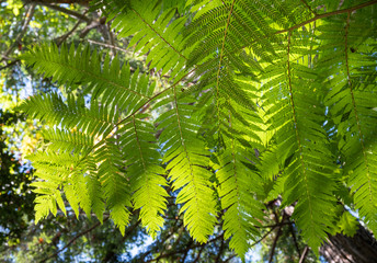 Fern in Monti palace gardens, Funchal, Madeira, Portugal, Europe
