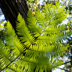 Fern in Monti palace gardens, Funchal, Madeira, Portugal, Europe