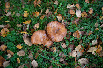 Two wet mushrooms in grass with autumn leaves_2