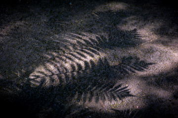 Fern shadow in Monti palace gardens, Funchal, Madeira, Portugal, Europe