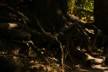 Roots of a tree with sunspots. A thoughtful mood in the summer. Mysterious shadows.