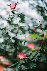 Red fluffy flowers on tree