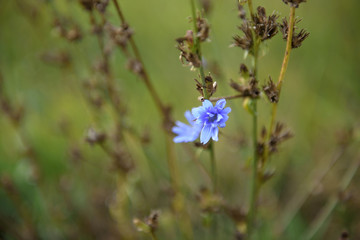Blue field flower on a background of green grass.