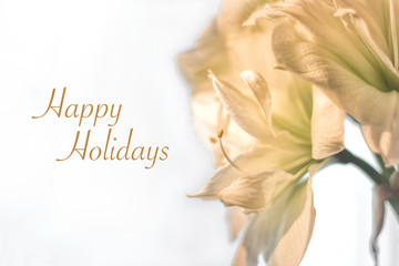 Closeup Green and White Amaryllis Holiday Greeting Card