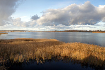 Fototapeta premium Autumn in Latvia. Reed on Lake Kanieris.