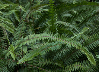 Fototapeta na wymiar Ferns in Monti palace gardens, Funchal, Madeira, Portugal, Europe