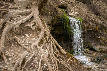 Natural textures. The spring flows from a steep rocky hillside. Early spring. Izborsk, Pskov...