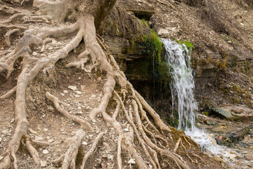 Natural textures. The spring flows from a steep rocky hillside. Early spring. Izborsk, Pskov region, Russia.