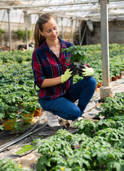 Female owner of greenhouse cultivating tomatoes