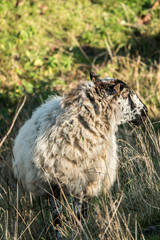 Sheep maintain the dikes in Belgium