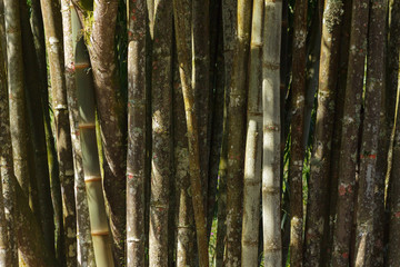 Obraz premium Flores e folas 